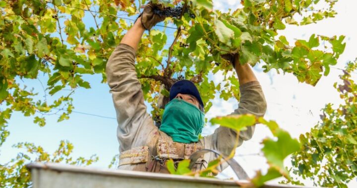 San Juan apuesta a lograr un Acuerdo Vitivinícola que otorgue equilibrio al sector